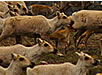 Caribou Herd, Northern Canada