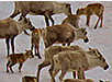 Caribou Herd, Northern Canada